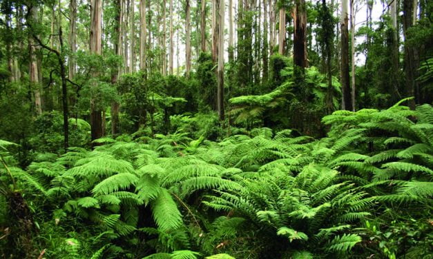 Pulp and peel promotes new growth forest